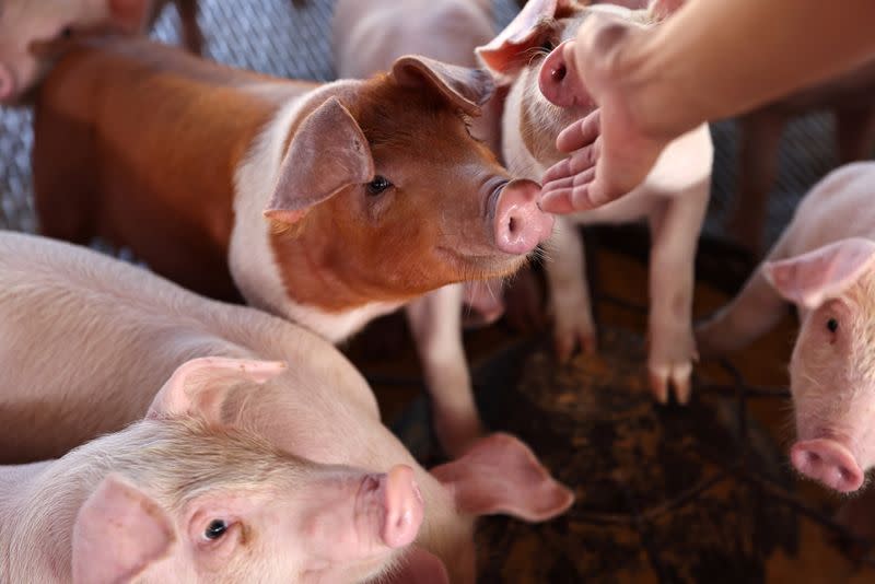 Pigs are seen on a pig farm in Pingtung