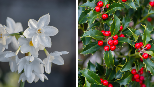 December Birth Flowers: Holly and Narcissus (Paperwhite)