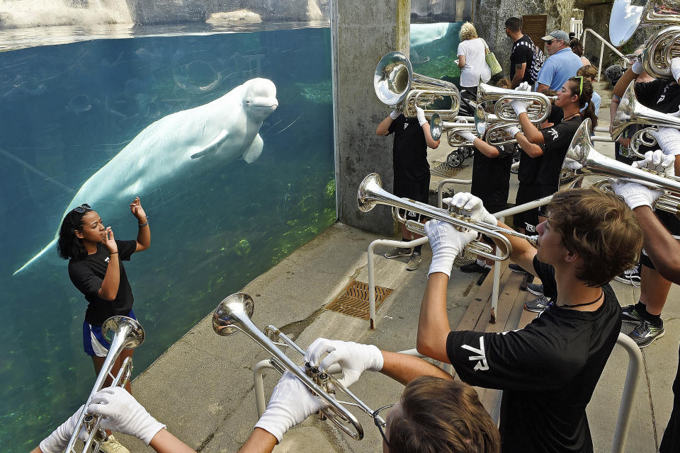 FILE — In this July 5, 2018, file photo, drum major Leslie Abreu, left, directs members of the brass ensemble for the 7th Regiment Drum and Bugle Corps as they play in front of the Alaska Coast exhibit and Juno, one of the Beluga whales at Mystic Aquarium, Mystic, Conn. Mystic Aquarium is preparing for the arrival of five Beluga whales from a zoo and amusement park in Canada after navigating approval processes on both sides of the U.S. border and overcoming legal challenges from environmental groups. (Sean D. Elliot/The Day via AP, File)