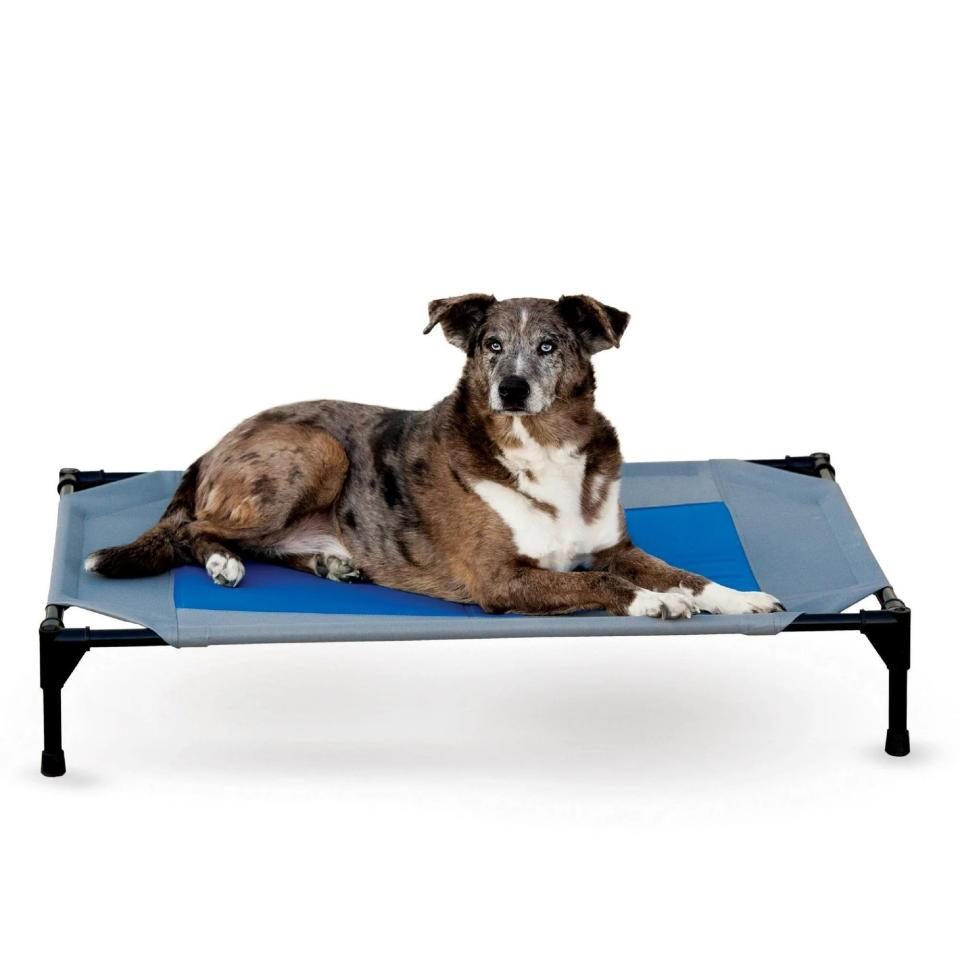 <p><a href="https://go.redirectingat.com?id=74968X1596630&url=https%3A%2F%2Fwww.walmart.com%2Fip%2FK-H-Pet-Products-Coolin-Pet-Cot-Large-Gray-Blue%2F51463649&sref=https%3A%2F%2Fwww.bestproducts.com%2Flifestyle%2Fg2758%2Feasy-ways-to-stay-cool-in-the-heat%2F" rel="nofollow noopener" target="_blank" data-ylk="slk:Shop Now;elm:context_link;itc:0;sec:content-canvas" class="link ">Shop Now</a></p><p>Coolin' Cot Elevated Dog Bed</p><p>walmart.com</p><p>$79.99</p>