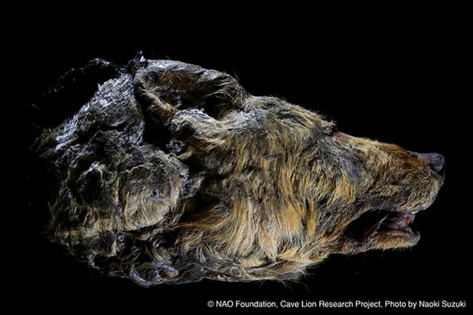 Cabeza de lobo gigante del Pleistoceno encontrada en Siberia | imagen NAO Foundation, Cave Lion Research Project, Naoki Suzuki