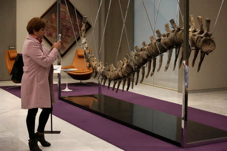 A woman takes a picture of the fossilized tail of a sauropod of the Atlasaurus imelakei species, that will be auctioned on Tuesday night in Mexico to raise funds for the reconstruction of thousands of schools damaged by September quakes, at the lobby of the BBVA Bancomer tower in Mexico City, Mexico January 16, 2018. REUTERS/Daniel Becerril