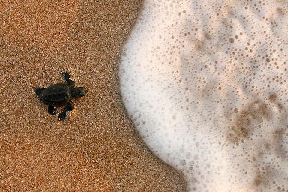 Die besten Tierfotos der Woche (28.07. bis 03.08.)