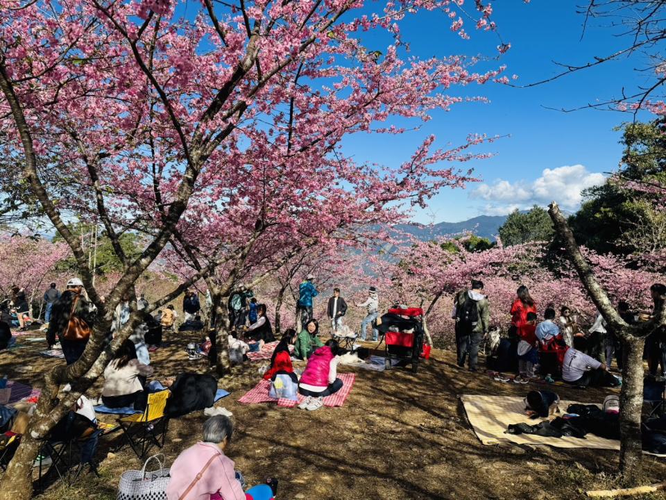 <strong>高雄的「寶山二集團櫻花公園」有5千多株不同品種的櫻花。（圖／中天新聞）</strong>