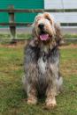 <p>Otterhounds were originally bred in England to hunt otters, but the dogs are pretty good swimmers themselves because they have webbed paws. These dogs will enjoy <a rel="nofollow noopener" href="https://www.goodhousekeeping.com/life/pets/a20718679/best-dog-friendly-road-trips-in-the-us/" target="_blank" data-ylk="slk:trips to the beach or lake;elm:context_link;itc:0;sec:content-canvas" class="link ">trips to the beach or lake</a> - anywhere where they can have a good swim. </p>