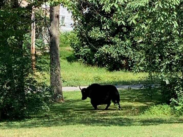 Meteor the yak ignored attempts to lure it back into a trailer with apples and sweet tea: AP