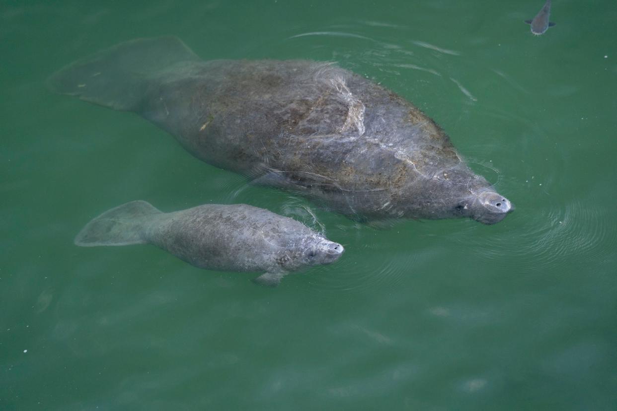 A manatee cow and her calf at Florida Power & Light's local plant in Riviera Beach. A team of state and federal scientists will begin researching ways to restore, enhance and create warm-water manatee habitats along Florida’s Gulf Coast following a grant from the National Oceanic and Atmospheric Administration.