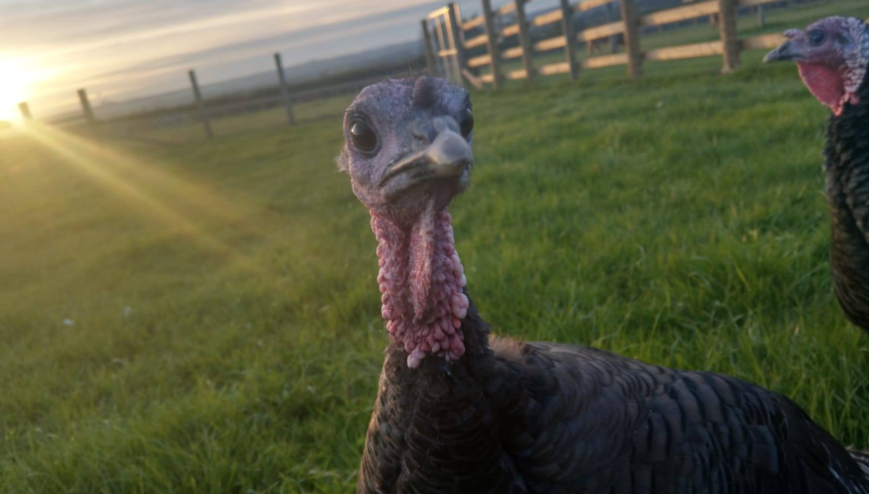 A farmer is thanking “vegan mafia” for drawing attention to his flock of poultry for sale. (Photo: Facebook)