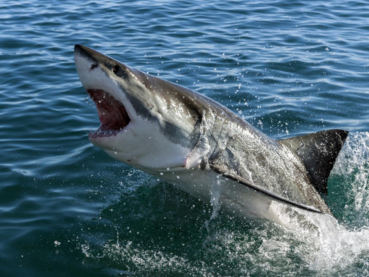 Great White Shark