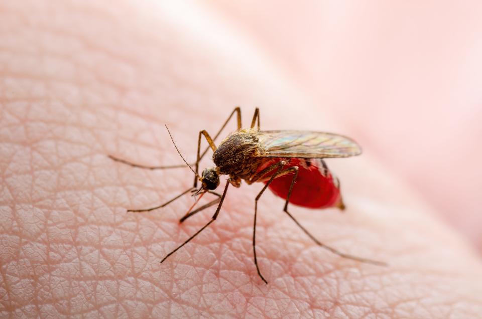 The CDC advises individuals with mosquito bites not to scratch the wound as this can lead to an infection. An infected bite may appear red, feel warm or a read streak will spread outward from the bite.