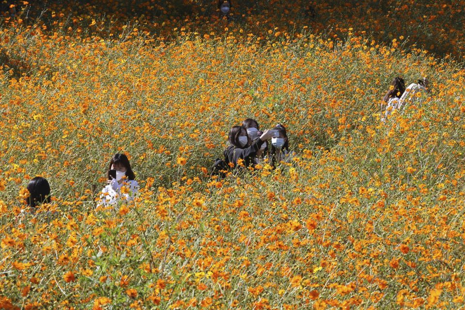 Women wearing face masks to help protect against the spread of the coronavirus take selfies in a field of cosmos flowers at Olympic Park in Seoul, South Korea, Monday, Oct. 5, 2020. (AP Photo/Ahn Young-joon)