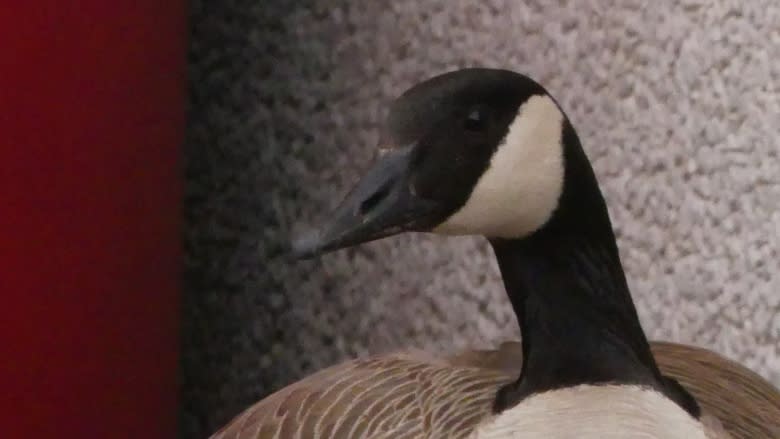 Geese make annual return to Regina Costco parking lot