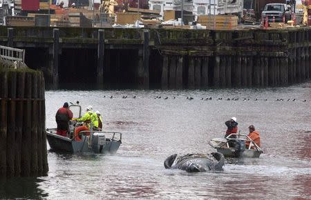 Crews tow the carcass of a deceased gray whale in Elliot Bay after it was discovered under the Colman Ferry dock in Seattle, Washington January 22, 2015. REUTERS/Matt Mills McKnight