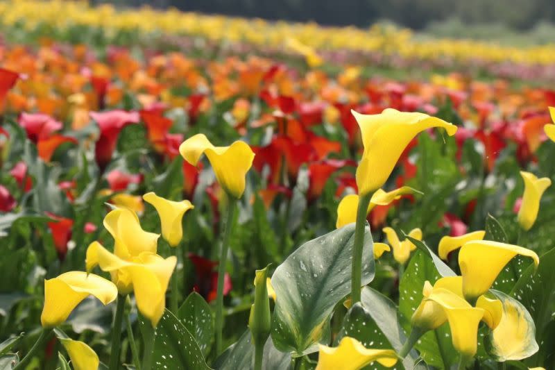 ▲溪海休閒農業區彩色海芋季，今年因應花季改為4月開始。（圖／取自溪海休閒農業區粉專）