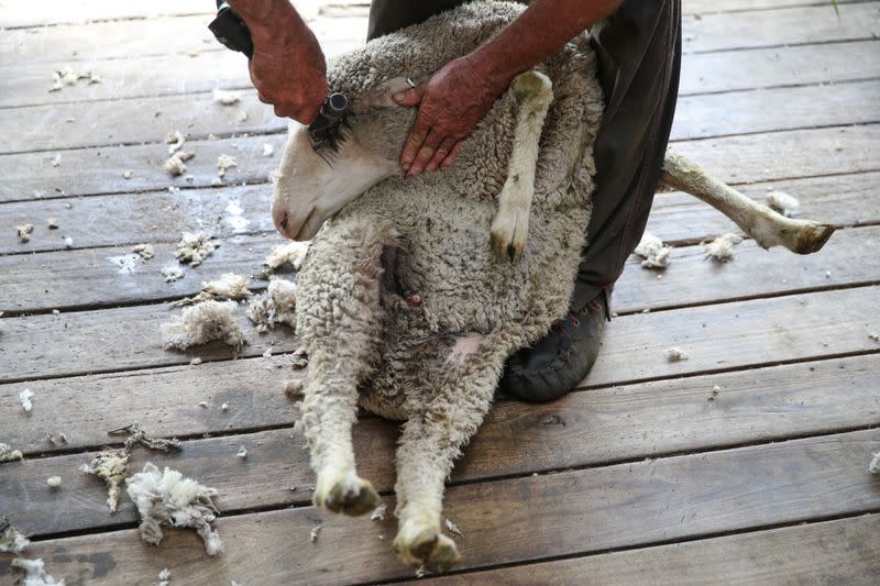 Sheep are sheared on a farm following recent rains near the drought-affected town of Uralla