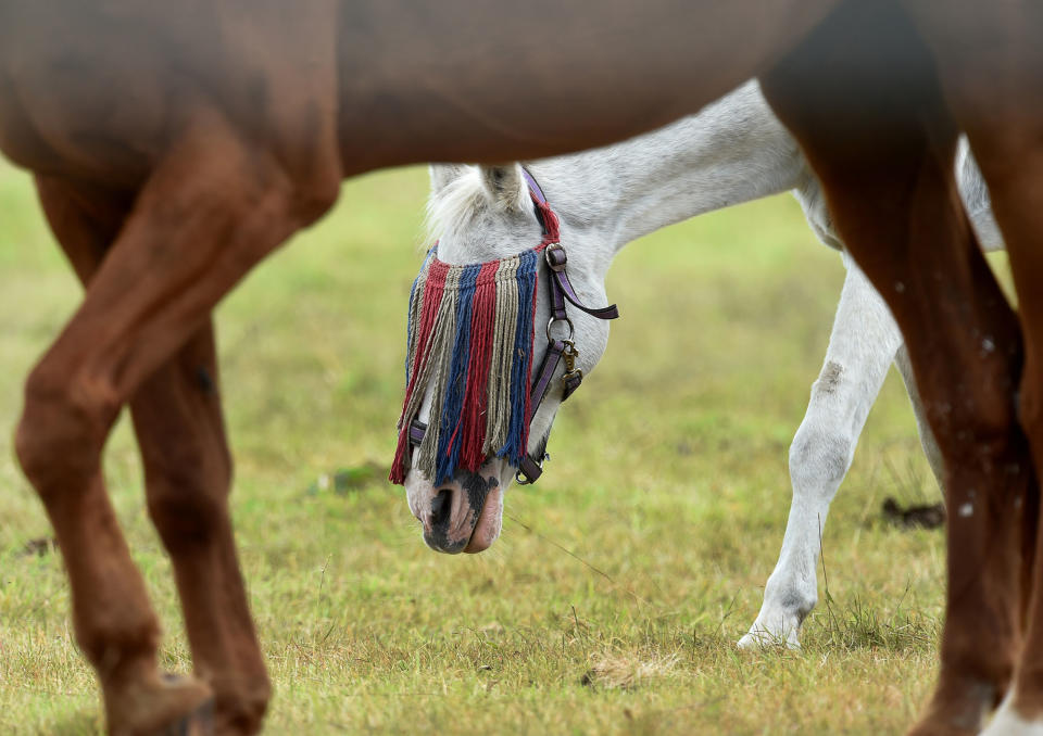 Horse with fly mask