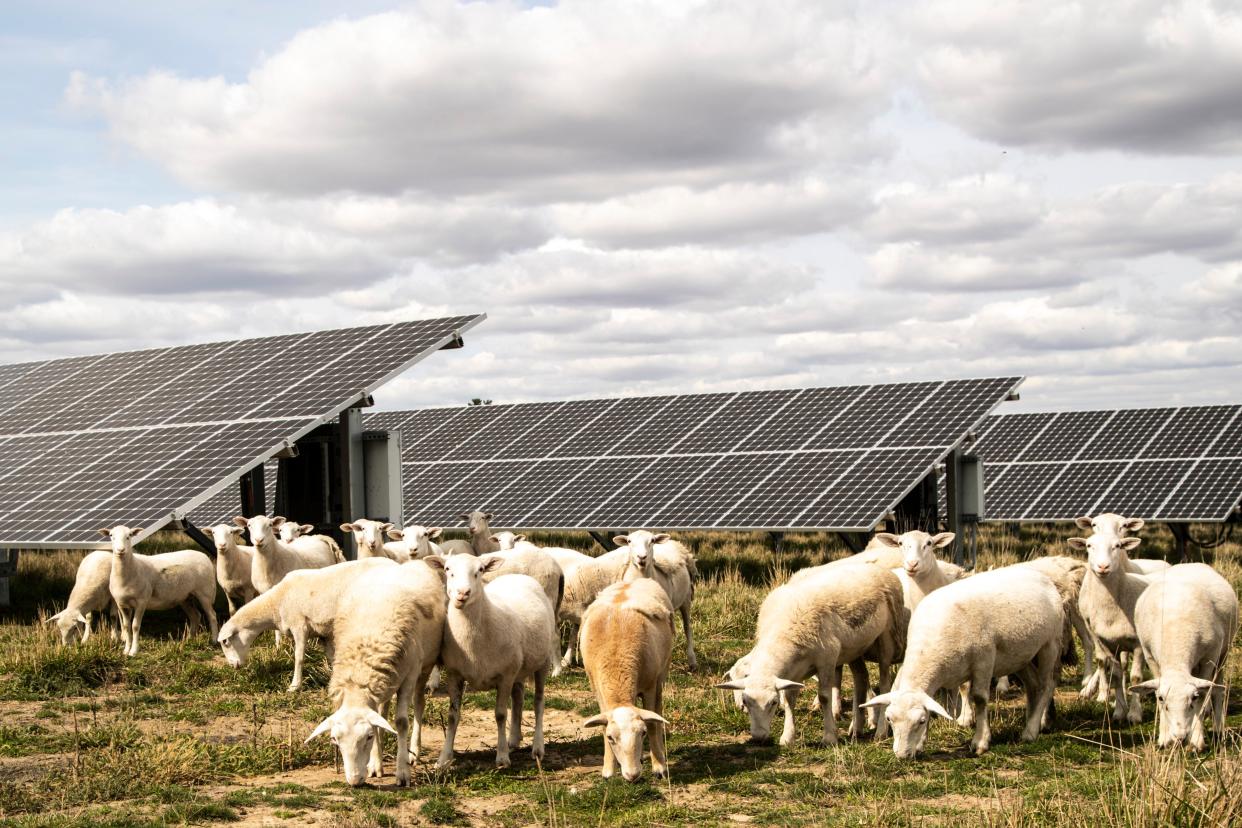 Sheep mow down grass alongside a solar array operated by the Farmers Electric Cooperative, Friday, Oct. 2, 2020, in Johnson County, Iowa.