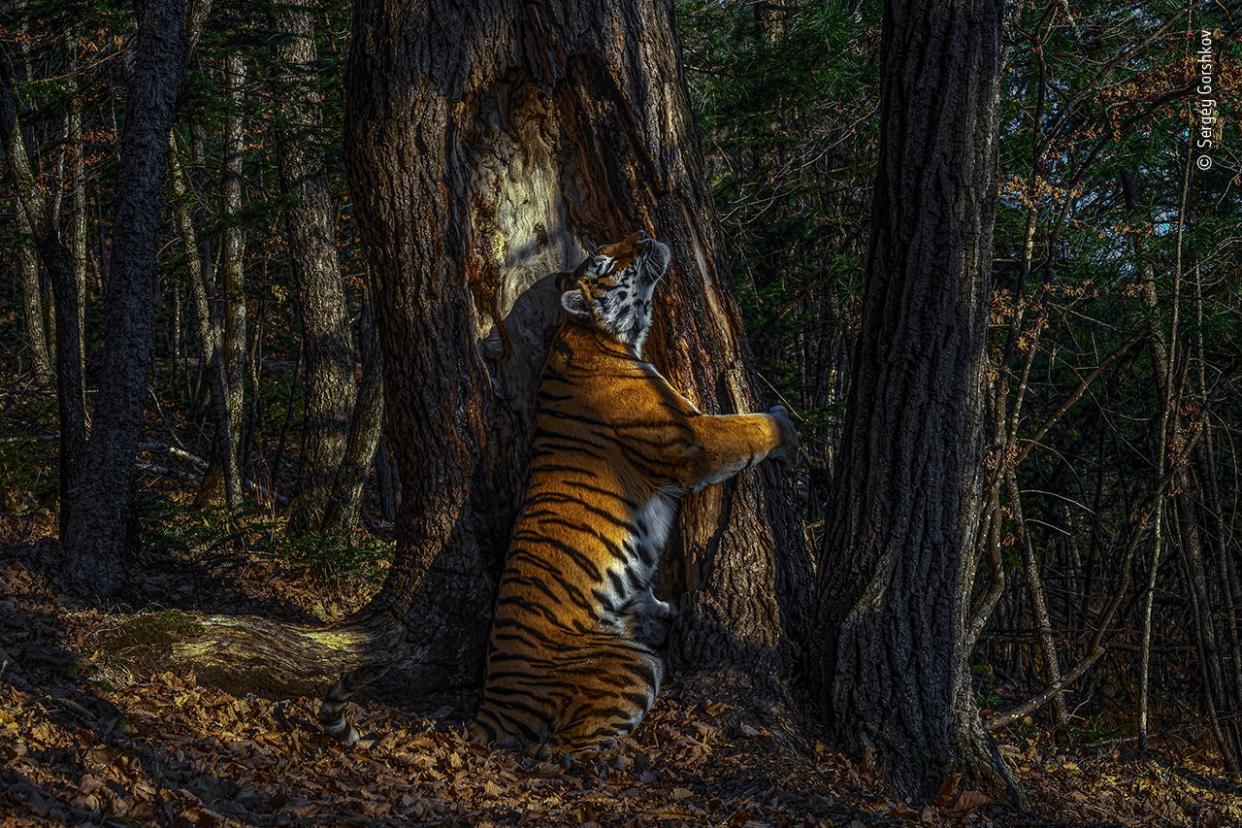 Handout photo issued by the Natural History Museum of Wild and free Siberian Tiger! by Sergey Gorshkov, which has won this year’s Wildlife Photographer of the Year competition. (Sergey Gorshkov/Wildlife Photographer of the Year 2020/PA Wire)