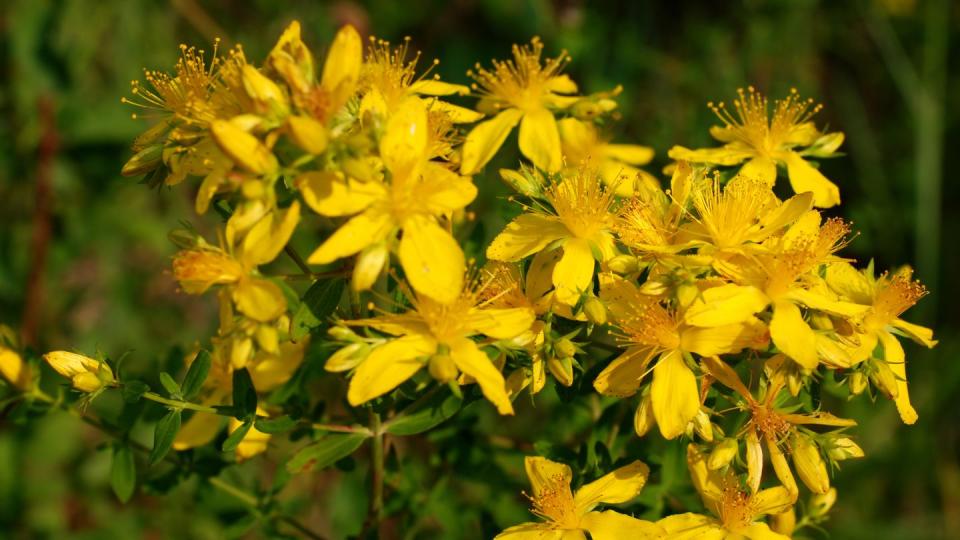 hypericum flowers cobalt and gold