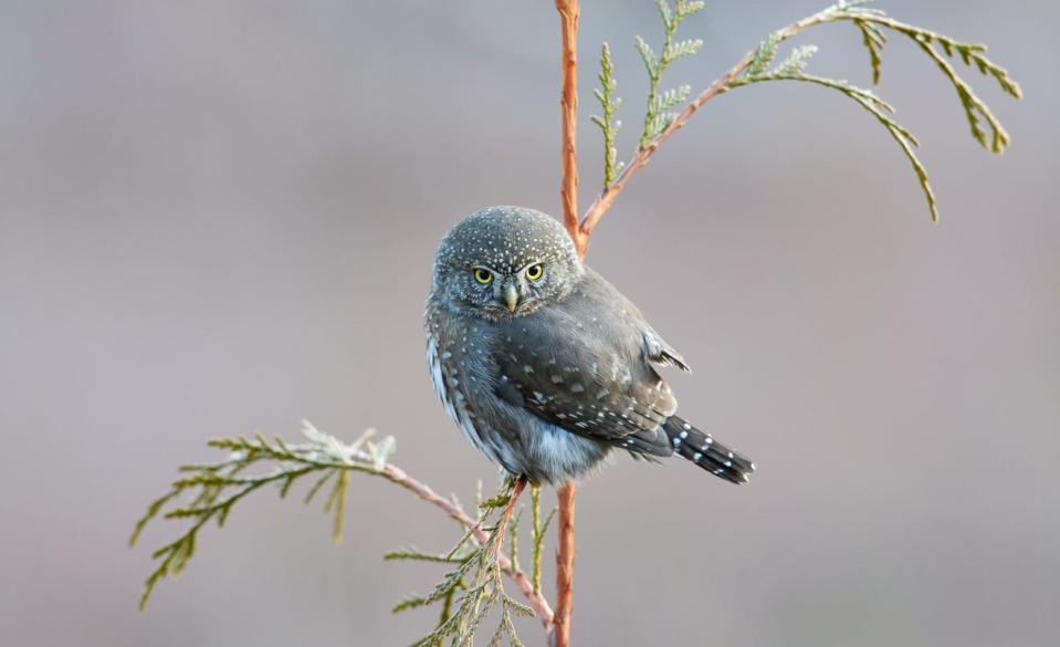 According to NWF: A tiny northern pygmy owl on a cedar sapling briefly turned its fierce gaze toward photographer Josiah Launstein before darting away to hunt for voles. “It was definitely a special moment,” says Launstein, who was only 11 when he captured this portrait on a cold February day in British Columbia’s Fraser Valley. Learning photography from his father, Launstein, now 15, started shooting when he was only five — and has been at it ever since. “I’ve always loved being out in nature with wildlife,” he says. “I hope photography teaches people to respect the animals.” JOSIAH LAUNSTEIN, 2020 National Wildlife® Photo Contest