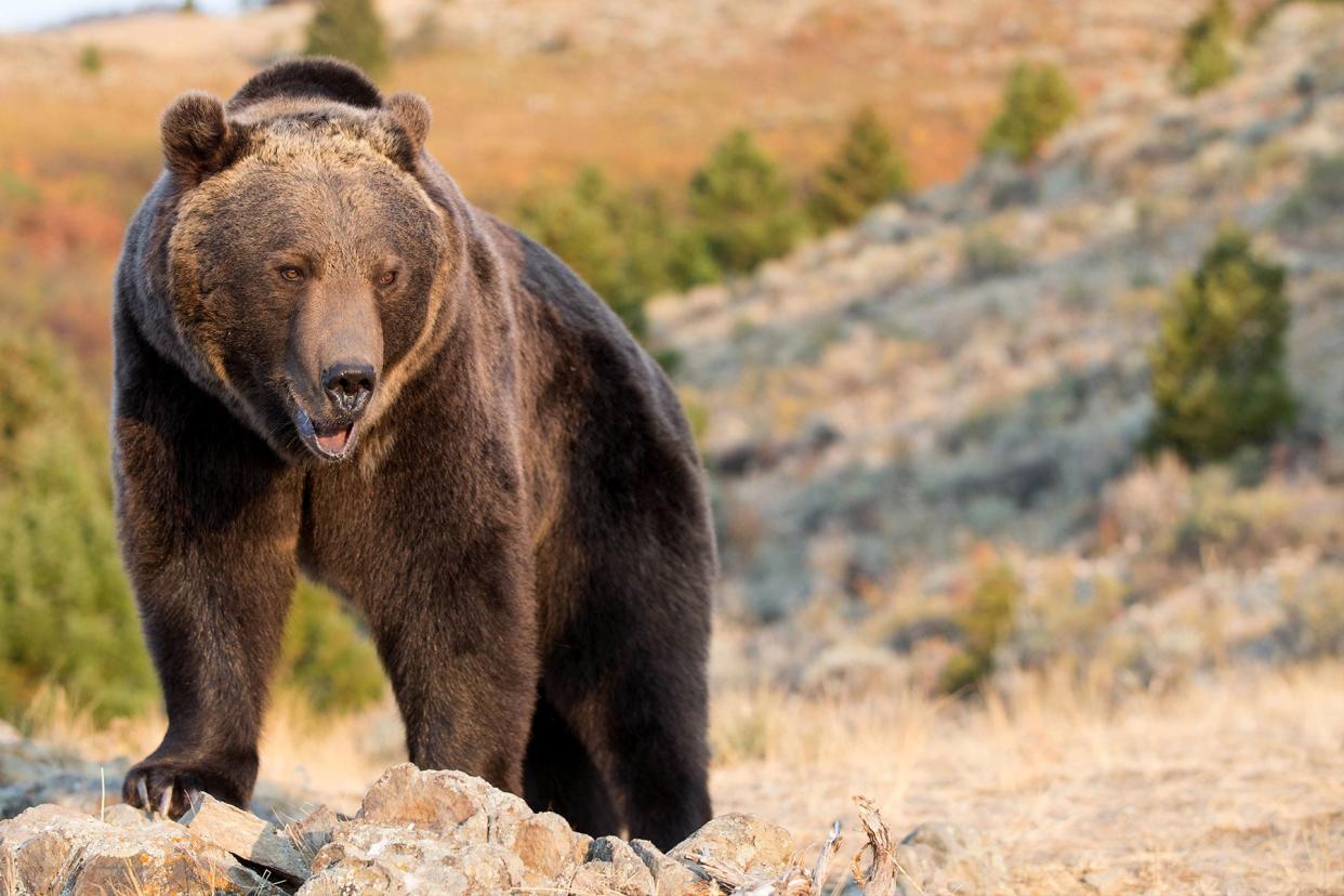 The victims wounds were indicative of an aggressive-defensive attack at close range, Wyoming Game and Fish said.