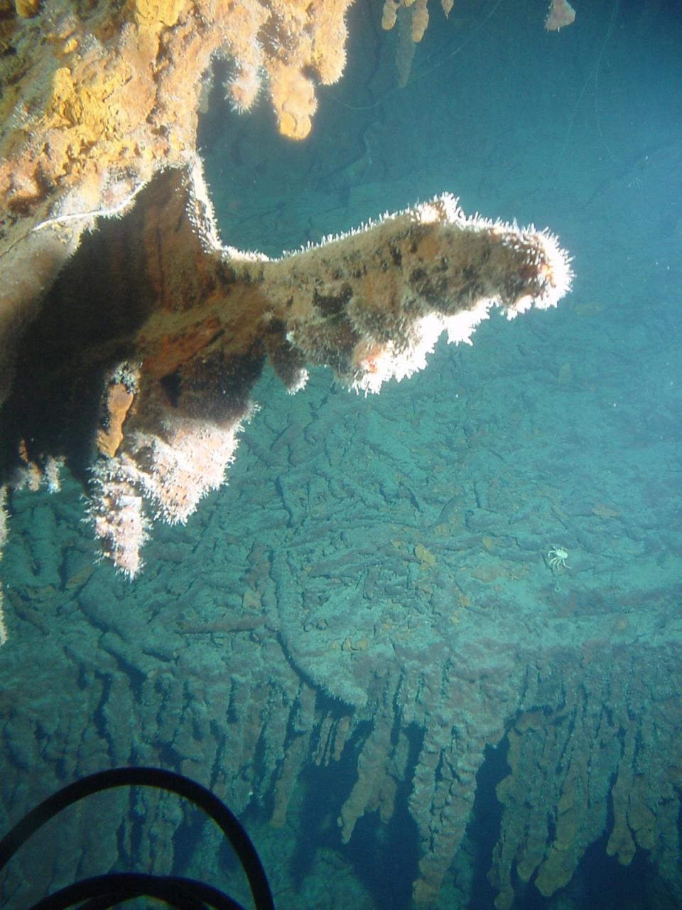 Rusticles on the HMS Titanic cover the hanging stern. (NOAA)