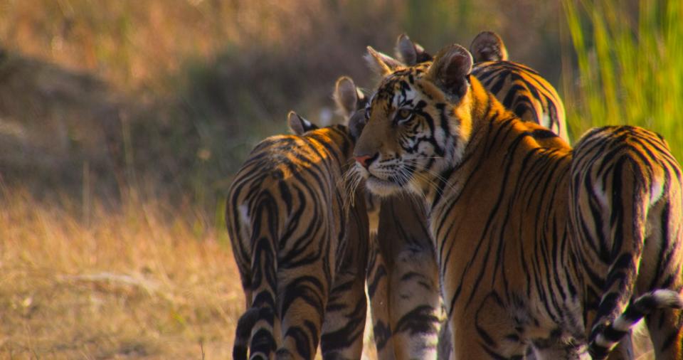 A group of tigers, with one staring off into the distance.