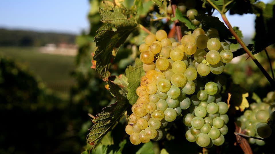 Chardonnay grapes for Champagne in Ludes, France, on September 8. - Francois Nascimbeni/AFP/Getty Images/FILE