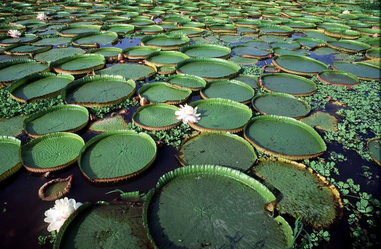 Jaaukanigás, el humedal rico en biodiversidad