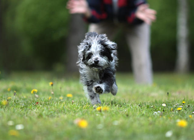 Herding Breed Toys — Homeskooling 4 Dogs