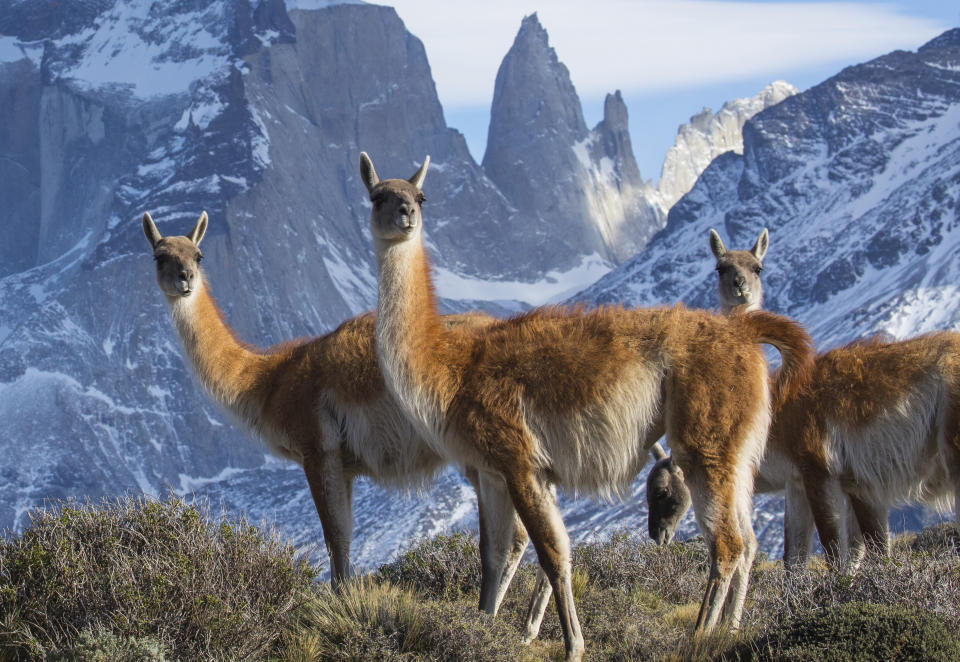 This image released by BBC America shows a group of guanaco, close relatives to the llama, in Torres del Paines National Park in Chile, featured in the nature series "Seven Worlds, One Planet," premiering Saturday, Jan. 18 on BBC America, AMC, IFC and SundanceTV. (Chadden Hunter/BBC America/BBC Studios via AP)