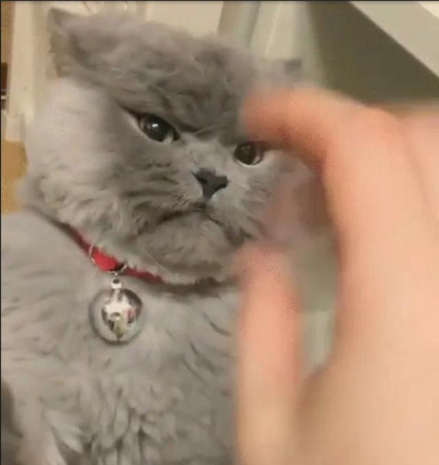 This Cat Looks So Fluffy And Cute But Why Is He So Angry At His Owner?