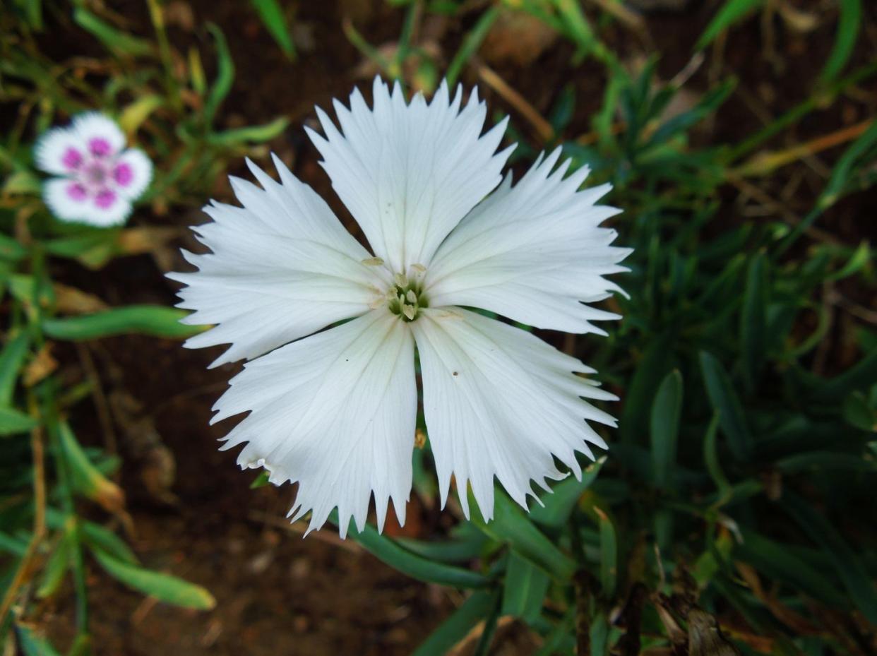 also known as sweet williams, divine flower white flower with fringed petals, unique beauty, low border flowering plant lush foliage