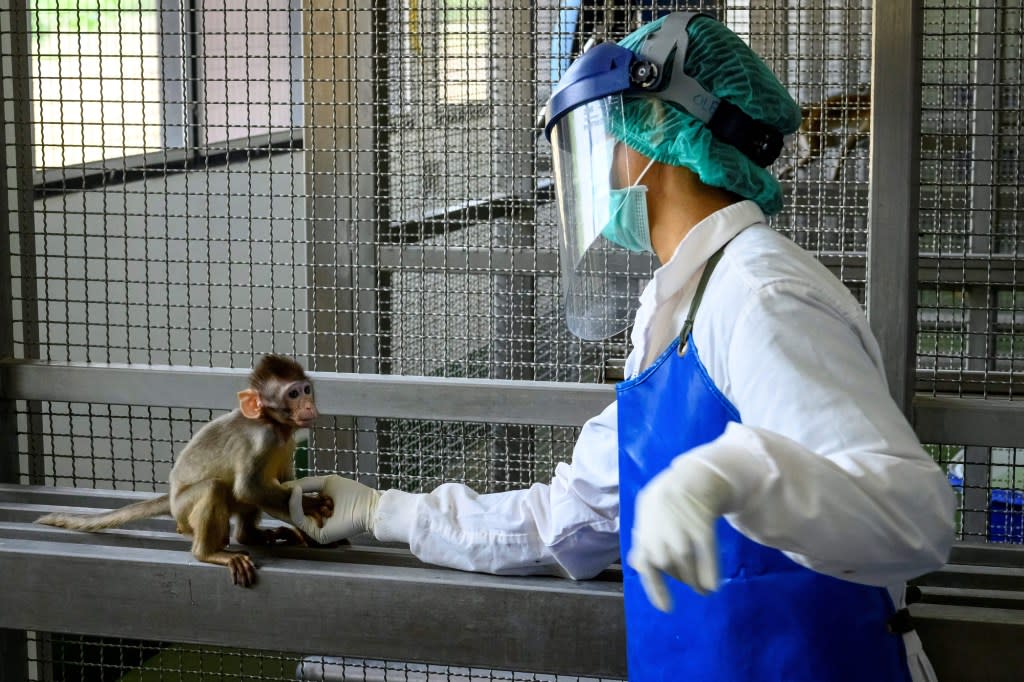 A baby monkey interacting with a laboratory employee in the breeding centre for longtail macaques at the National Primate Research Center of Thailand at Chulalongkorn University.