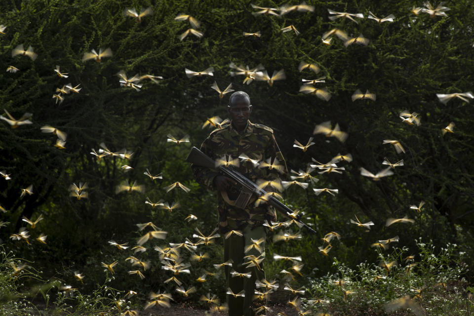 In this photo taken Saturday, Feb. 1, 2020, ranger Gabriel Lesoipa is surrounded by desert locusts as he and a ground team relay the coordinates of the swarm to a plane spraying pesticides, in Nasuulu Conservancy, northern Kenya. As locusts by the billions descend on parts of Kenya in the worst outbreak in 70 years, small planes are flying low over affected areas to spray pesticides in what experts call the only effective control. (AP Photo/Ben Curtis)