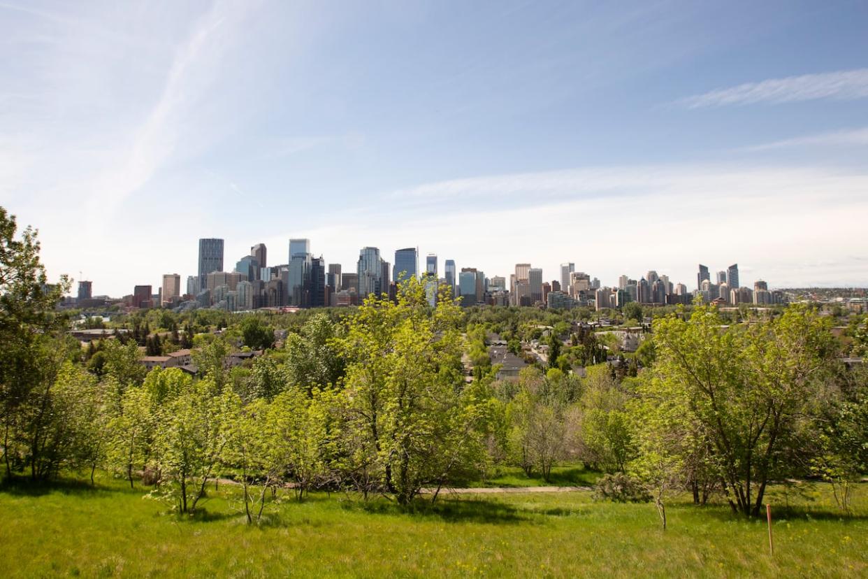 A view of Calgary's tree canopy from the northeast shows Calgary's tree diversity. The City of Calgary says poplar trees are the backbone of the city's urban forest. (Ose Irete/CBC - image credit)