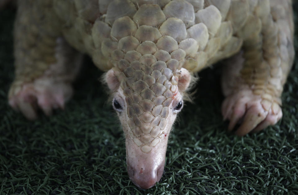 FILE - In this Aug. 31, 2017, file photo, one of over 100 pangolins and 450 kg (992 lb.) of pangolin scales seized buy the Thailand customs, estimated to be worth over 2.5 million baht (USD $75,278), are displayed during a press conference at the Customs Department headquarters in Bangkok, Thailand. Singapore has seized a total of 25 tons of pangolin scales belonging to tens of thousands of endangered mammals in two busts in less than a week. The scales, which were en route from Nigeria to Vietnam, were found in 474 bags in a shipping container on Monday. (AP Photo/Sakchai Lalit, File)