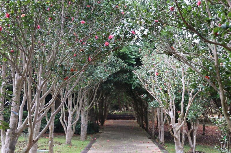 茶花隧道。Photo：臺北市政府工務局公園處