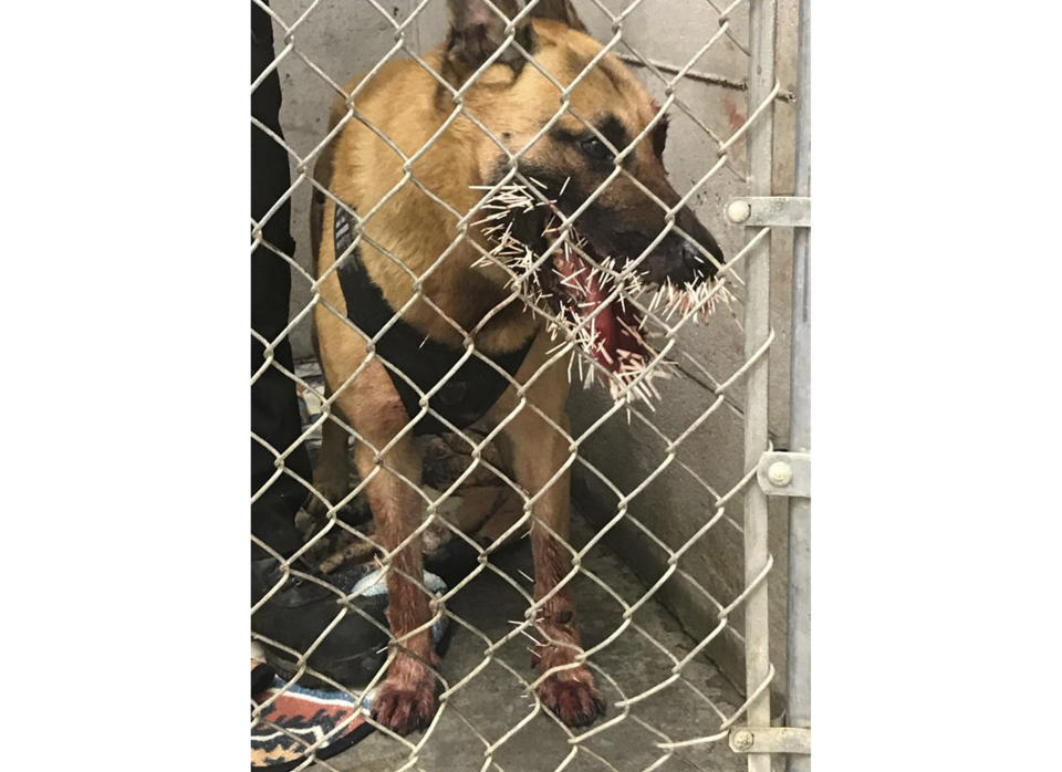 This photo taken Saturday, April 20, 2019, provided by the Coos County Sheriff's Department, shows Odin a police K-9 recovering after encountering a porcupine and getting stuck with over 200 quills in Coos Bay, Ore. The Coos County Sheriff's Office on Monday, April 22, said Odin was called to the scene to track a suspect on Saturday when the dog crossed paths with the porcupine. Photos showed the outcome, with several quills in Odin's mouth and two near his left eye. (Sgt. Adam Slater/Coos County Sheriff's Department via AP)