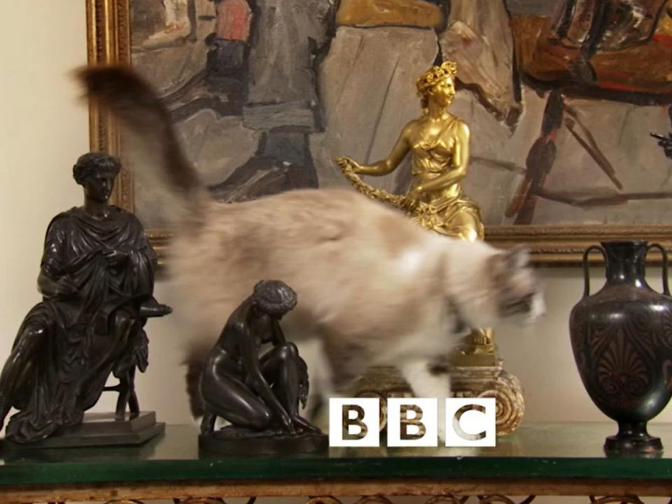 Minou the cat, as seen in the opening credits for ‘Antiques Roadshow' (BBC)