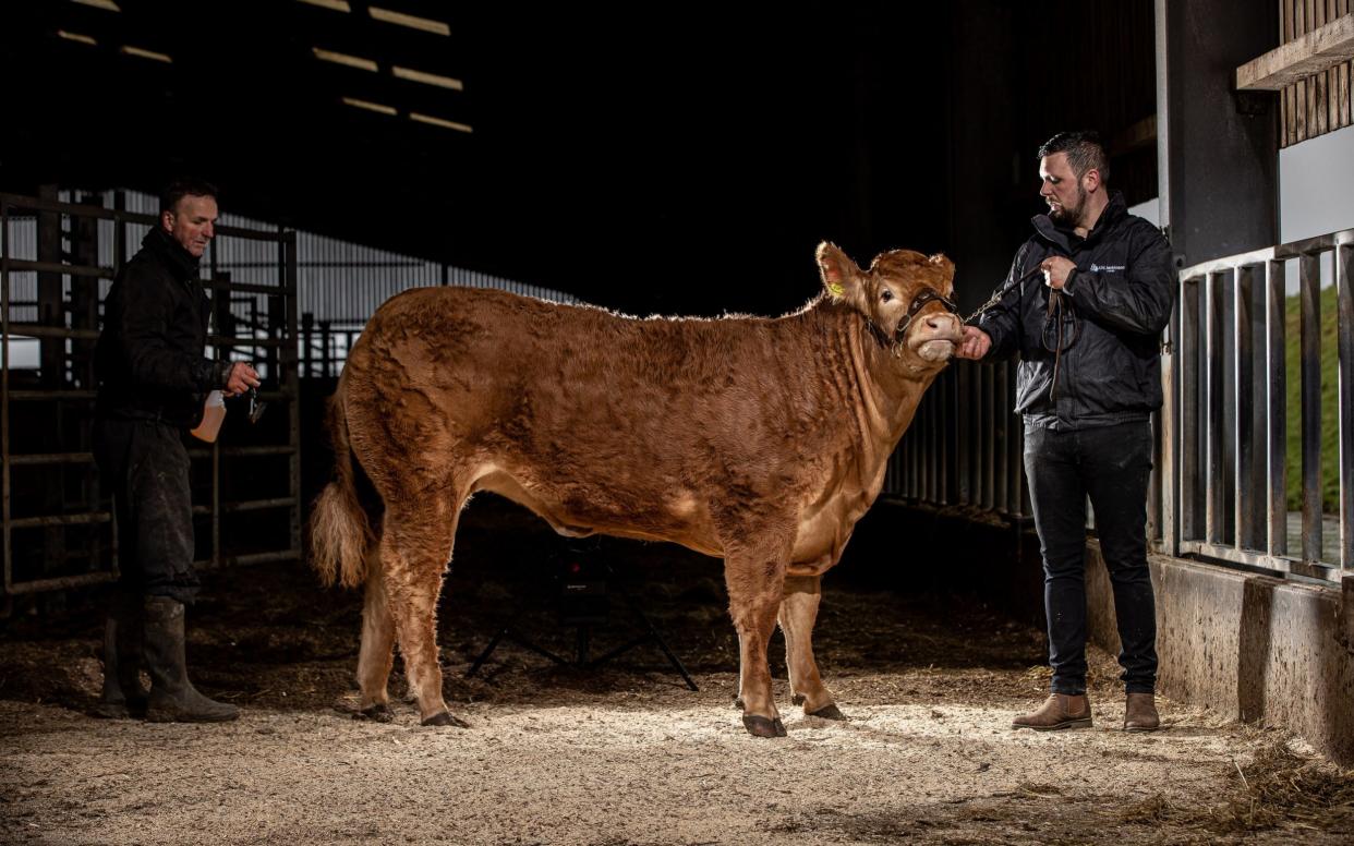 Craig Douglas and David Douglas with Poshspice the Heifer at the Farm Commission -  Charlotte Graham