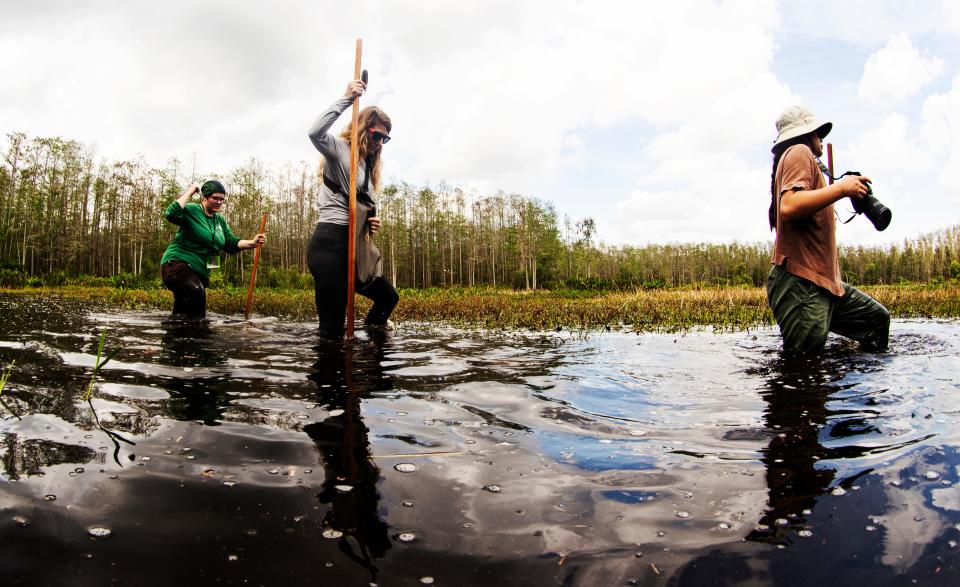 From left, Marsh Wraithmell, Chrissy Auger and Sydney Walsh, a network photographer for the National Audubon Society take part in a swamp walk at Corkscrew Swamp Sanctuary in Collier County on Friday, March 8, 2024.