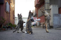 <p><span>The cats, all photographed on the streets of Japan, would put the likes of Bruce Lee and Jackie Chan to shame. </span>(Photo: Hisakata Hiroyuki/Caters News) </p>