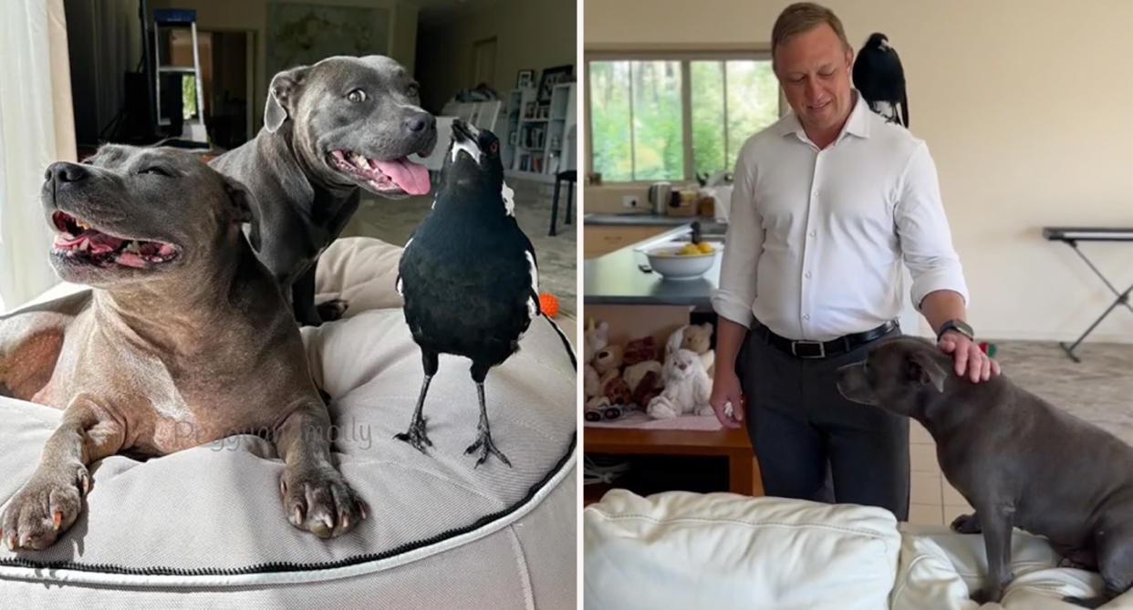 Queensland Premier Stephen Miles visiting famous dog and magpie duo Peggy and Molly at Gold Coast home. 