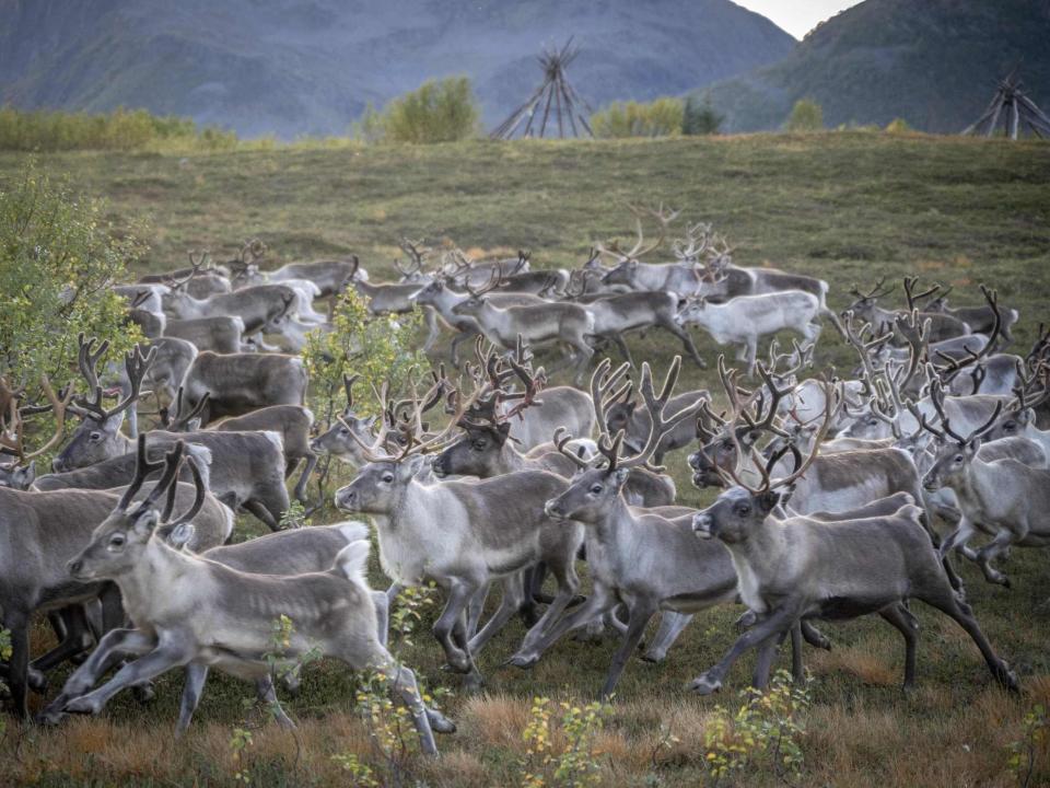 A photo of a herd of reindeer running in a group together.