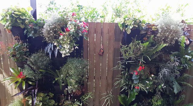 A photo of a python hiding in a vertical garden has baffled internet users. Photo: THE SNAKE CATCHER 24/7 - SUNSHINE COAST