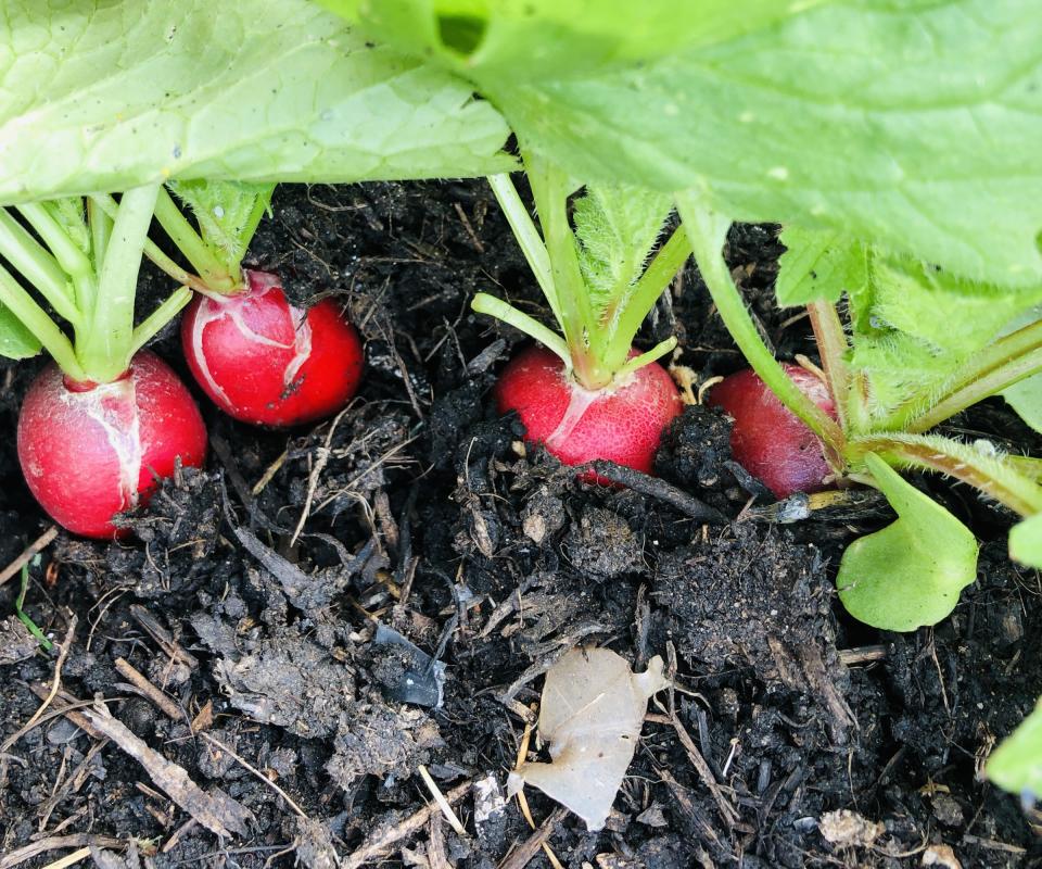 Radishes growing in a pot