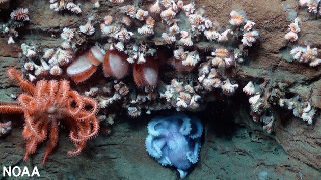 An octopus, sea star, bivalves and dozens of cup coral share an overhang in an area adjacent to the Hudson Canyon off the coast of New York and New Jersey. They are typical of the marine life in this area. (Photo: NOAA/BOEM/USGS)