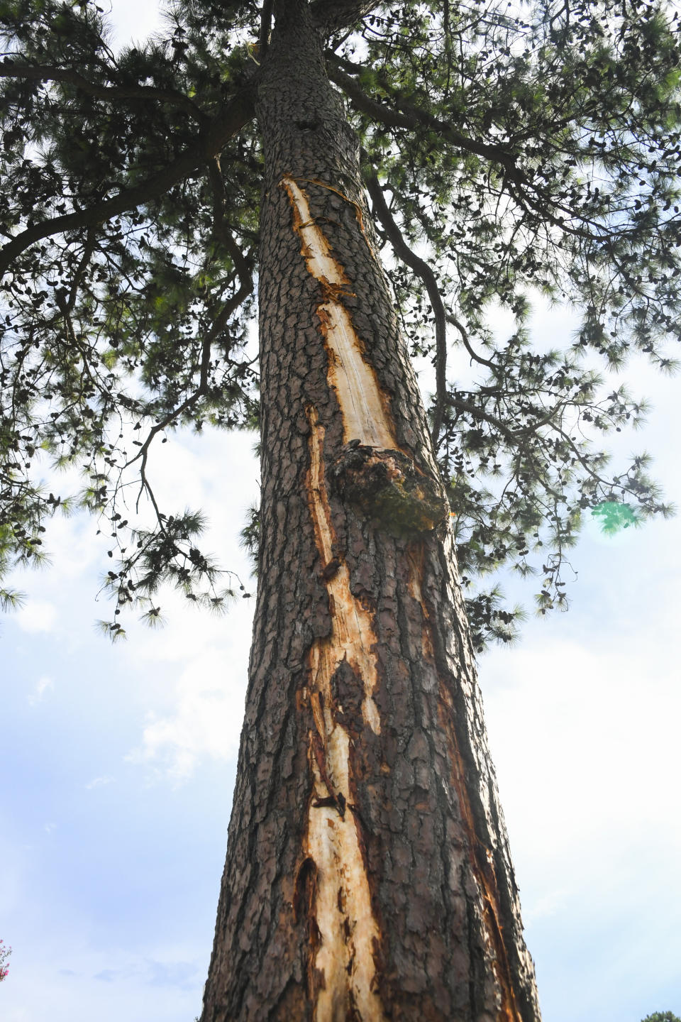 A pine tree is stripped of bark after being struck by lightning on the course at East Lake Golf Club during the third round of the Tour Championship golf tournament Saturday, Aug. 24, 2019, in Atlanta. Several people were injured by the strike. (AP Photo/John Amis)