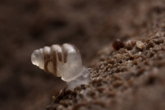 The new snail completely lacks eyes and shell pigmentation. Neither would serve a purpose in the complete darkness of the cave.